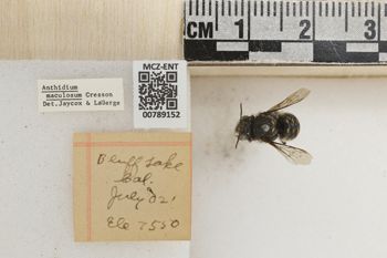 Media type: image;   Entomology 789152 Aspect: Labels